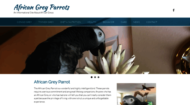 african-grey-parrot.com