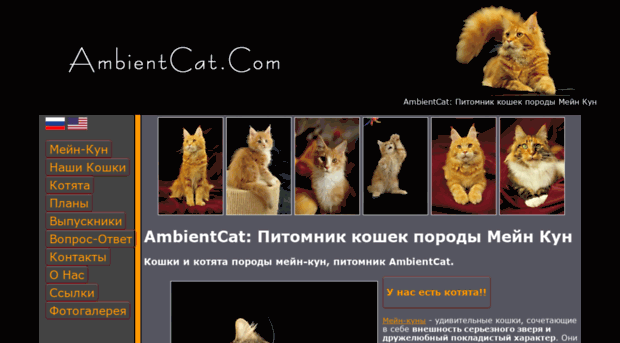 ambientcat.com