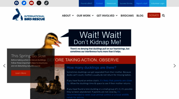 blog.bird-rescue.org