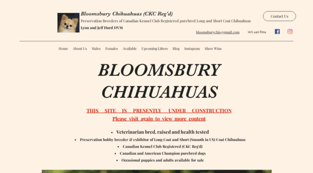 bloomsburychihuahuas.com