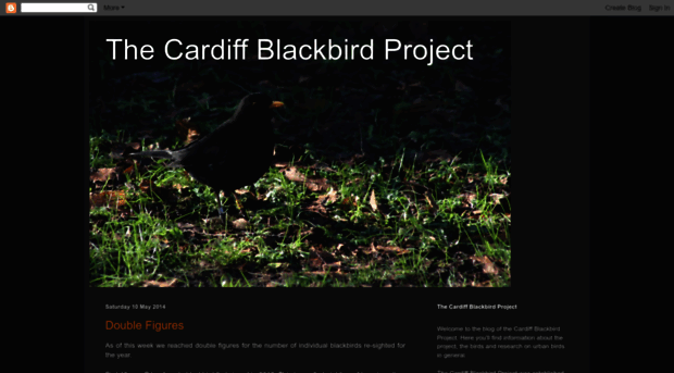 cardiffblackbirds.blogspot.nl