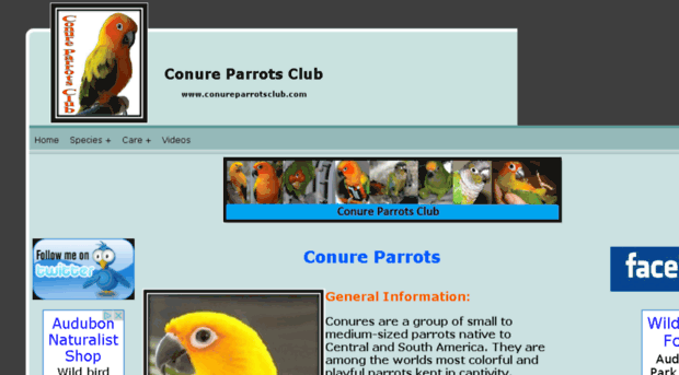 conureparrotsclub.com