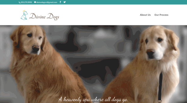 divine-dogs-ct.com