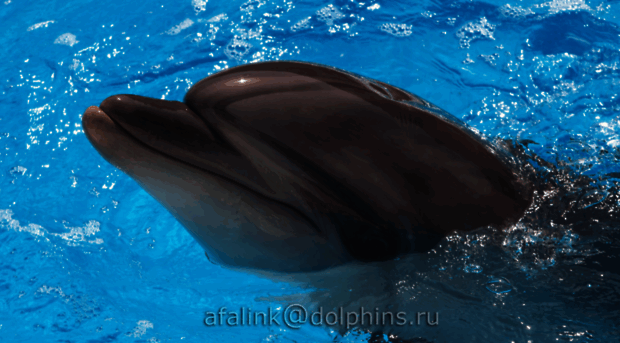 dolphinarium.ru