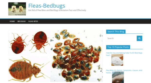 fleabitesinfo.org