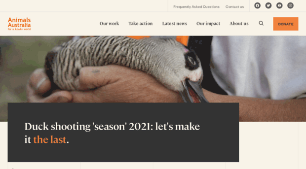 saveourducks.com