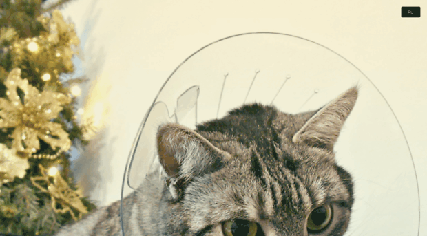 toyger.com.ua