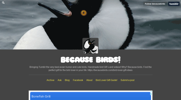 tumblr.becausebirds.com